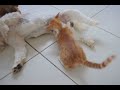 Gatinho tentando mamar no amigo Léo