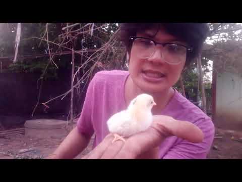 การดูลูกไก่ที่จะเป็นไก่เก่ง
