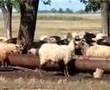 Sírnak rínak a bárányok,  Elfogyott a takarmányok, 634 Hungarian racka sheep on the Hortobágy plain. Rackanyáj a Hortobágyon