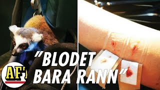 Barnfamiljen Attackerades Av Lemurer På Kolmården Chock