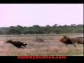 Lion king kills the queen of hyenas, Rate My Science