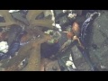 Life In An Alaskan Tide Pool