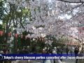 Japan disasters wilt cherry blossom parties