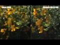 Video NIKON D800 vs OLYMPUS OM-D E-M5 - SHOOTOUT VIDEO