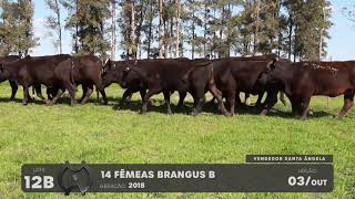 LOTE 12B - VENTRES BRANGUS - LEILÃO SÃO BIBIANO 2021