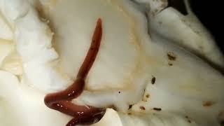 What Is The Best Way To Clean Cabbage? How To Clean Cabbage Virus Diseases Of Vegetable