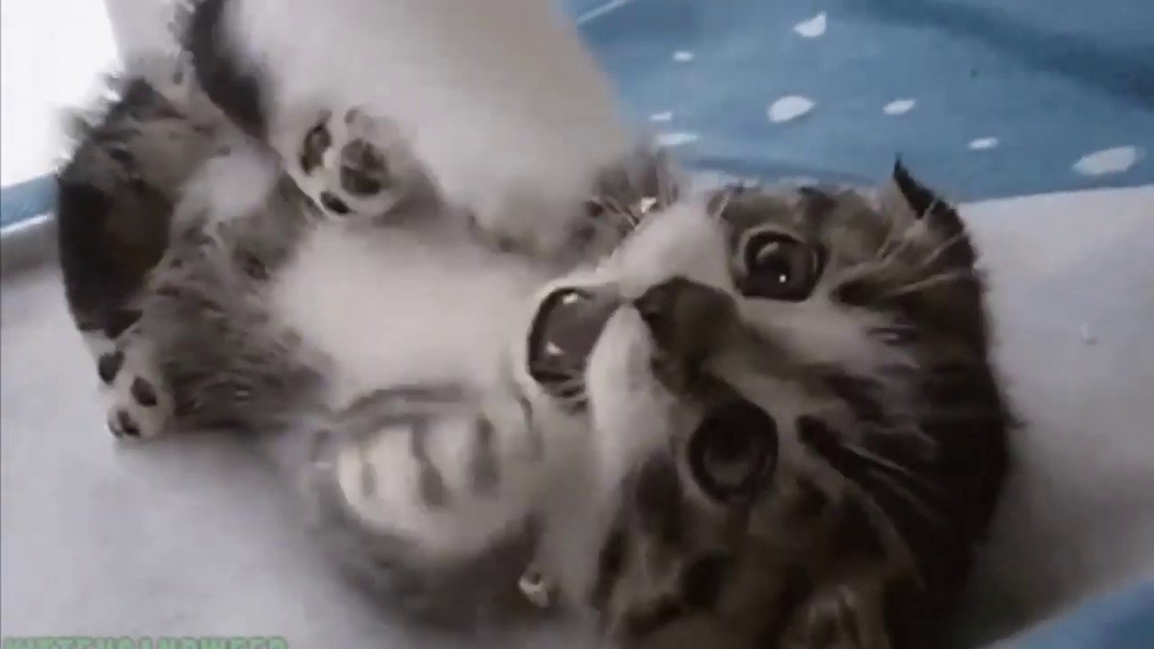 Caramel kitten claps image