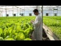 Hydroponic lettuce greenhouse factory -- fully Automated