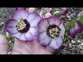 Hellebore Pink Frost