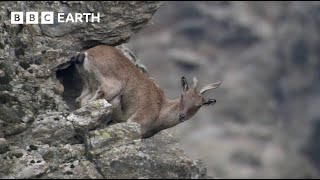 Baby Goats Do Parkour To Escape A Leopard Animal Babies Bbc Earth Kids