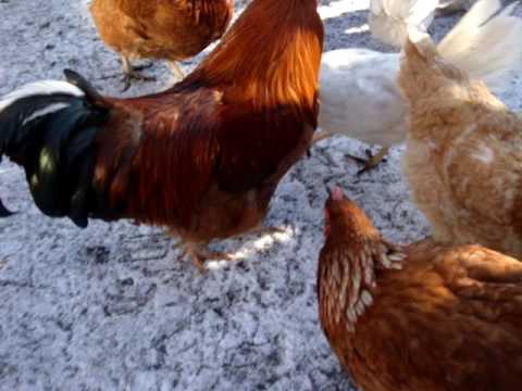 Как сделать чтоб куры неслись зимой Как сделать чтоб куры неслись зимой