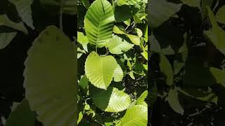 Katmon Catmon Fruit