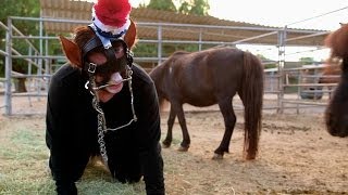 Addicted To Pony Play My Strange Addiction