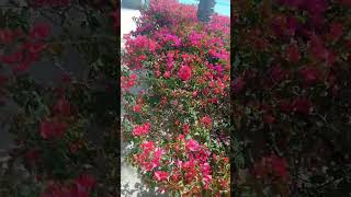 Cherry Blossom Sa Almari Bahrain