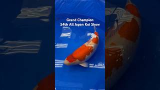 54Th All Japan Koi Show Grand Champion