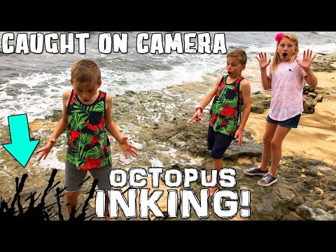 I Got INKED By an Octopus!!