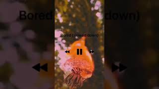 Billie Eilish - Bored Slowed Aesthetic