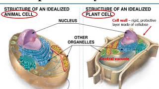 Ch 4 Cell Bio Lecture