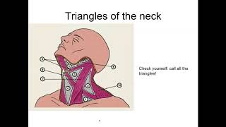Topography Of The Neck