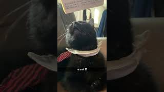 Sniff Boy