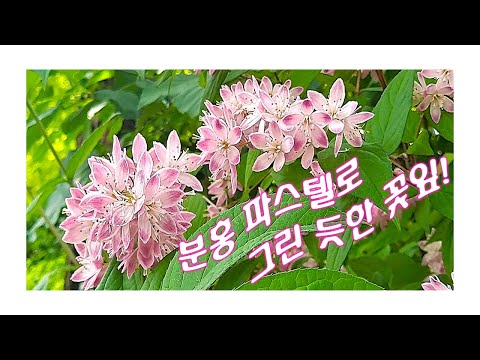 분홍색 화사한 꽃을 피우는 '분홍말발도리'~ '일본말발도리'! 내한성이 강해 노지월동 가능~ 분홍색 화사한 꽃을 피우는 '분홍말발도리'~ '일본말발도리'! 내한성이 강해 노지월동 가능~