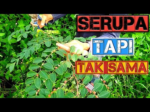 Perbedaan Ileng-ileng,Tapak Jalak Dan Tapal Besi