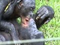 Bonobos kissing!