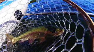 Dave Scadden's 2022 Predator Lo Pro X Stillwaters Hot Set Up!