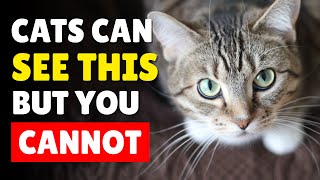13 Incredible Things Your Cat Can See And Hear That You Cant