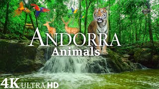 Elephant In The Wild In Andorra 4K - Scenic Wildlife Film With Calming Music