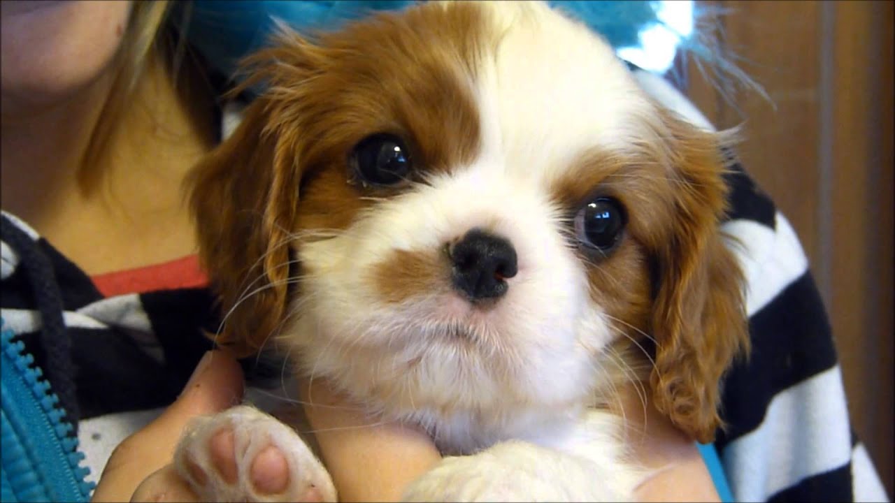 puppy shivering shivering puppy puppy shivering shivering puppy