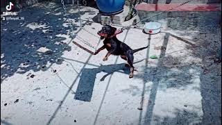 Jagd Terrier , Av Köpeği , Hırs , Azim , Güç , Inat , Pablo , Hamile , Jagd , Terrier
