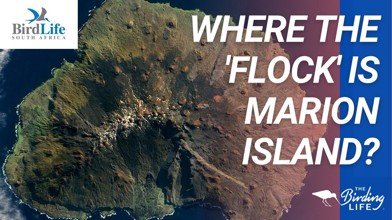 Where the Flock is Marion Island?