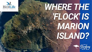 Where the Flock is Marion Island?