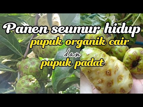 tidak perlu beli pupuk lagi ‼️ cara membuat pupuk organik cair lindi buah mengkudu
