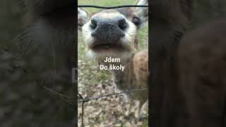 Jdem Do Skoly