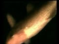 I Would Go With You-Tommy Guerrero
