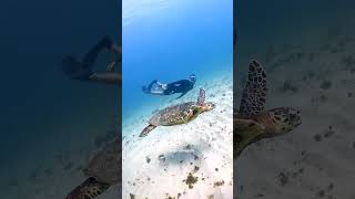 Nadando Com Uma Tartaruga Marinha