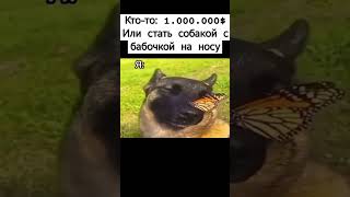 Собака С Бабочкой На Носу #Мем #Собака #Тикток