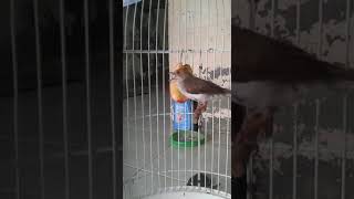 Yuhina burung masteran yang lagi ngetren