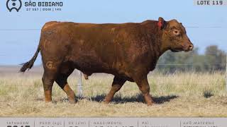 LOTE 119 - TOUROS ANGUS - LEILÃO VIRTUAL SÃO BIBIANO 2020