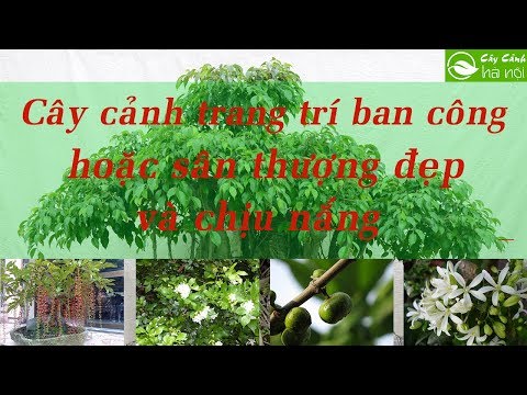 Cây cảnh trang trí ban công hoặc sân thượng đẹp và chịu nắng