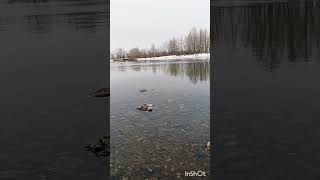 Зимнее Умиротворение #Shortsvideo #Shorts #Зима#Природа#Река#Зимнийлес#Релакс#Спокойствие