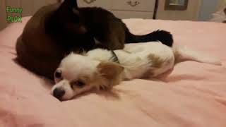 Adorable Babies Playing With Dogs and Cats - Funny Babies Compilation 2018