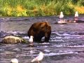 orso