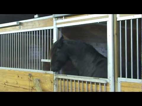 O Cavalo expert em... abrir portas! O Cavalo expert em... abrir portas!