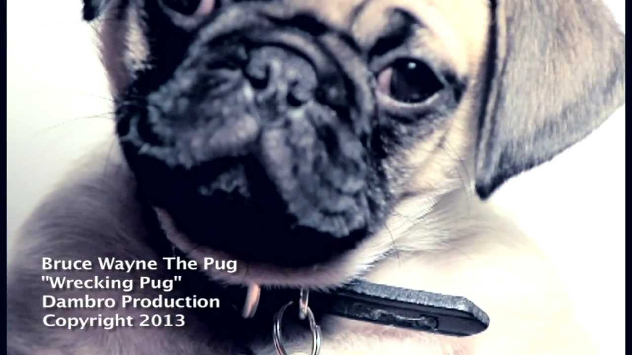 pug wrecking wrecking pug pug wrecking wrecking pug
