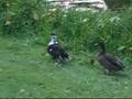 Ducksong Part2