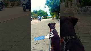 Police Patrol German Terrier