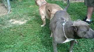 Watch Larry Razors Edge video